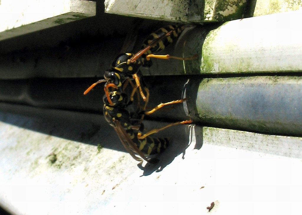 Polistes dominulus